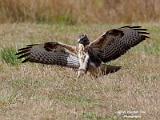 Buizerd het goor